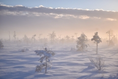 Aukstasis-telmonologinis-tyras-1