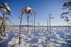 Aukstasis-telmonologinis-tyras